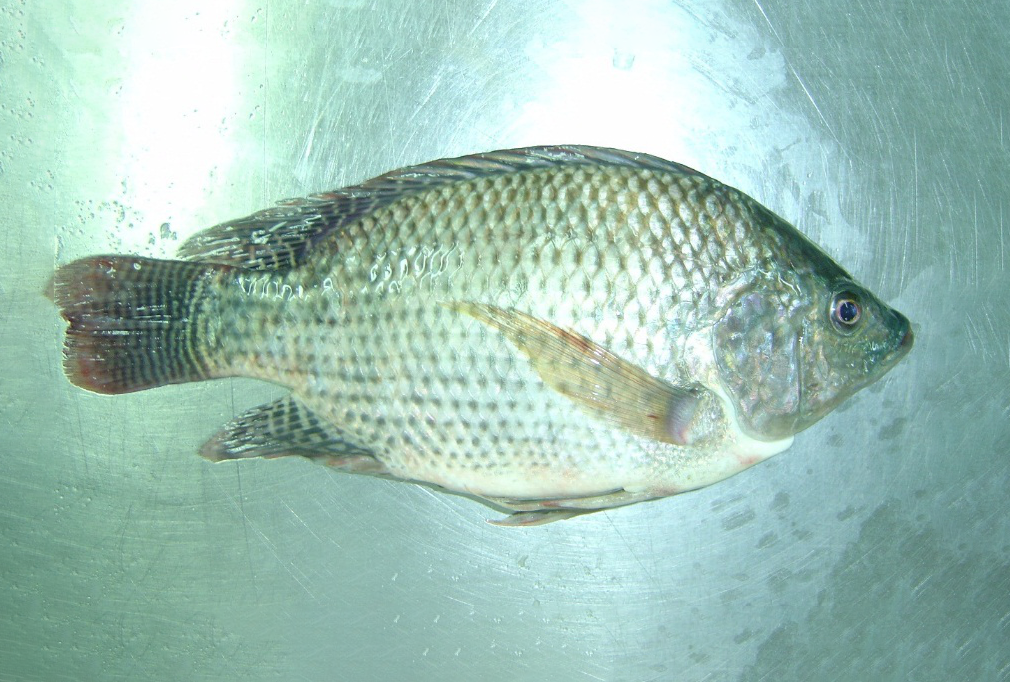 01 - BLACK TILAPIA