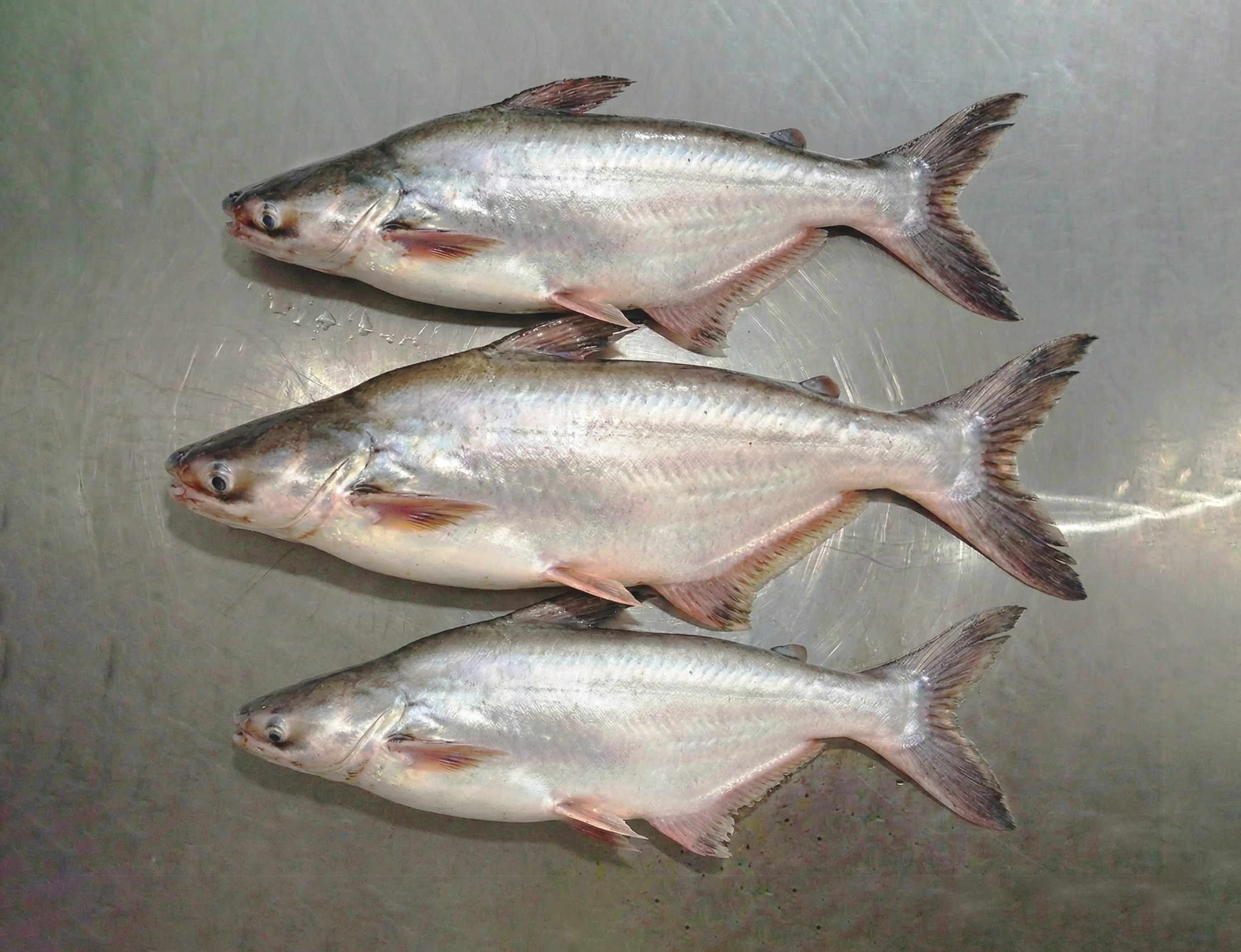 03 - PANGASIUS