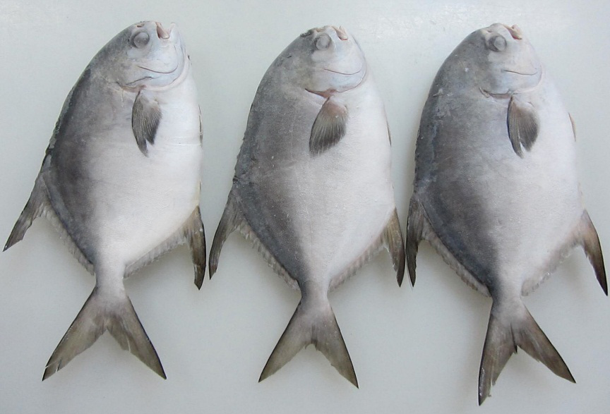05 - POMPANO
