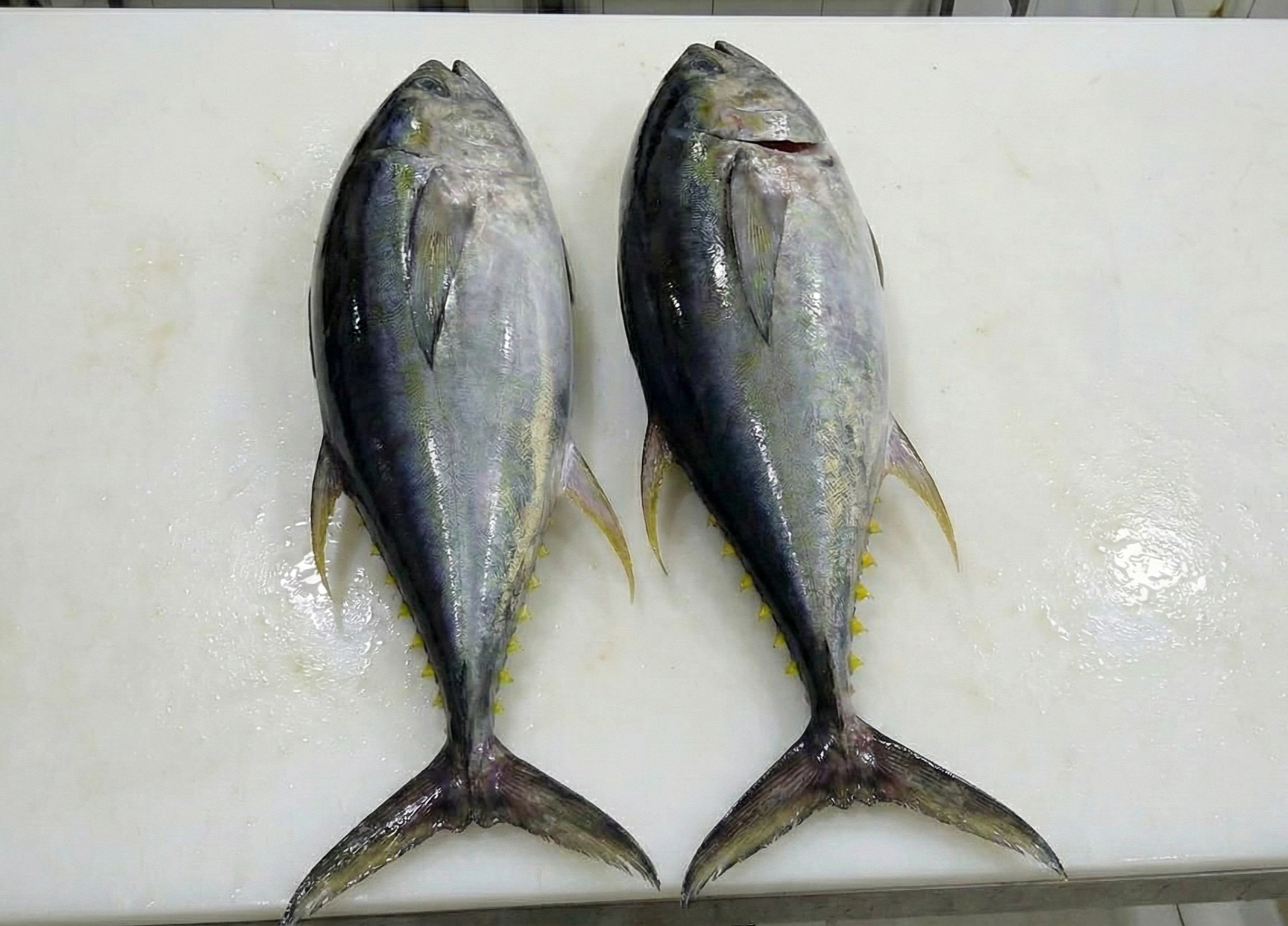 06 - YELLOWFIN TUNA