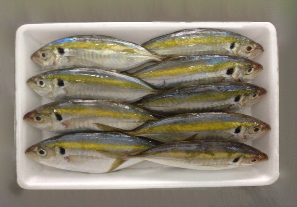 07 - YELLOW STRIP TREVALLY