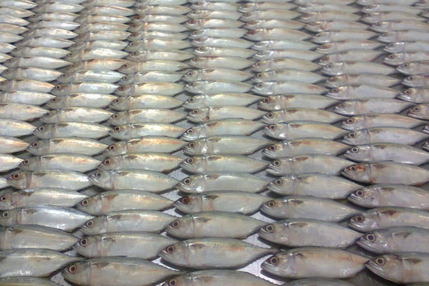 08 - INDIAN MACKEREL