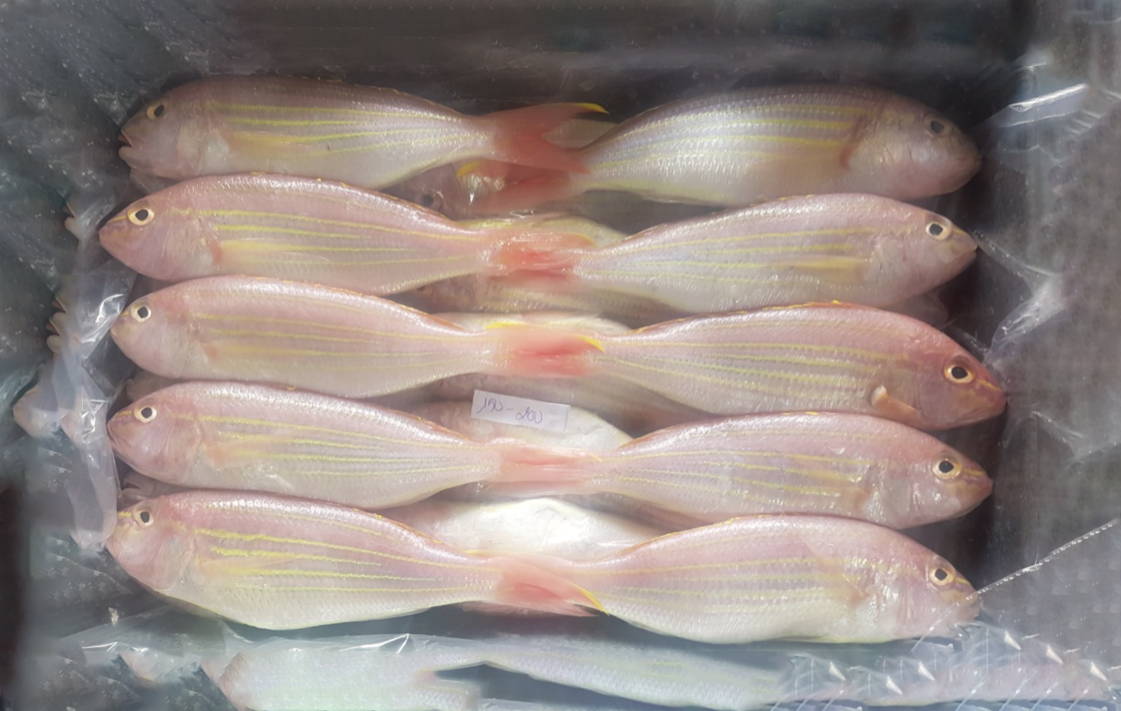 12 - THREADFIN BREAM